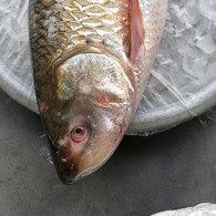 নদীর রুই মাছ size:4-5kg